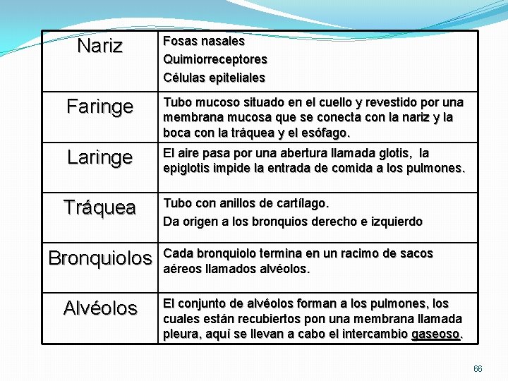 Nariz Fosas nasales Quimiorreceptores Células epiteliales Faringe Tubo mucoso situado en el cuello y