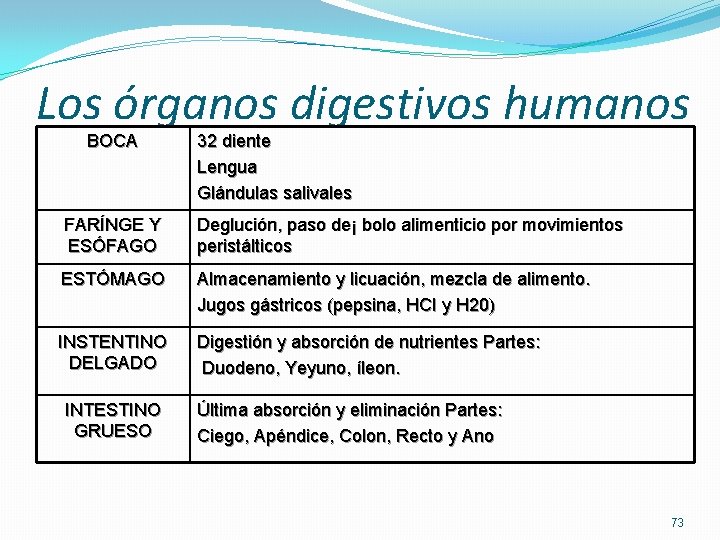 Los órganos digestivos humanos BOCA 32 diente Lengua Glándulas salivales FARÍNGE Y ESÓFAGO Deglución,