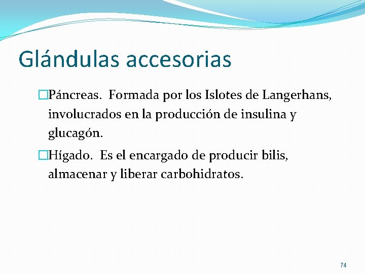 Glándulas accesorias �Páncreas. Formada por los Islotes de Langerhans, involucrados en la producción de