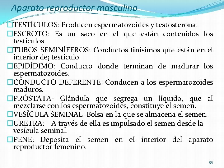 Aparato reproductor masculino �TESTÍCULOS: Producen espermatozoides y testosterona. �ESCROTO: Es un saco en el