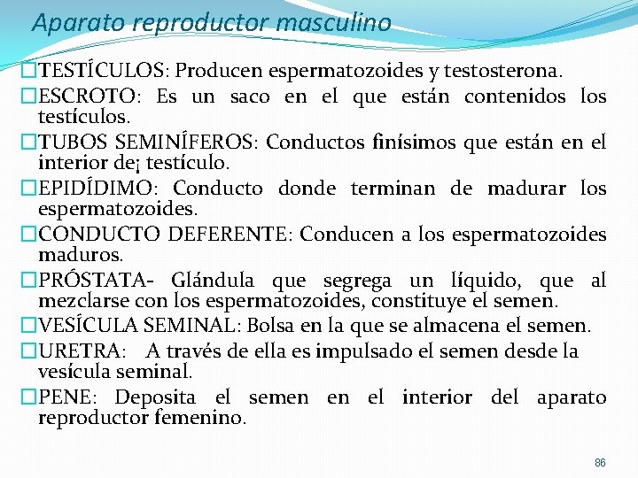 Aparato reproductor masculino �TESTÍCULOS: Producen espermatozoides y testosterona. �ESCROTO: Es un saco en el Aparato reproductor masculino �TESTÍCULOS: Producen espermatozoides y testosterona. �ESCROTO: Es un saco en el