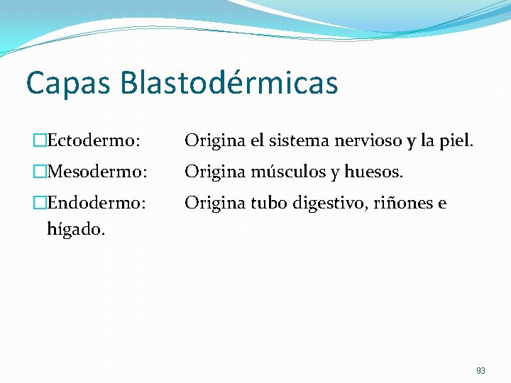 Capas Blastodérmicas �Ectodermo: Origina el sistema nervioso y la piel. �Mesodermo: Origina músculos y