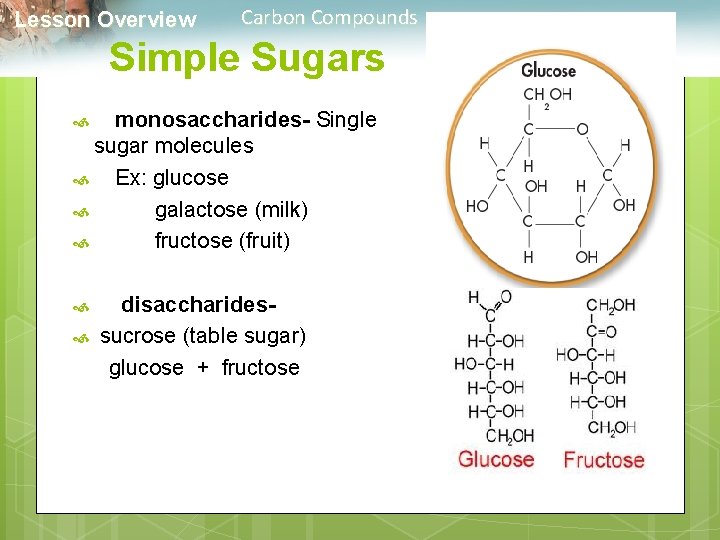  Lesson Overview Carbon Compounds Simple Sugars monosaccharides- Single sugar molecules Ex: glucose galactose
