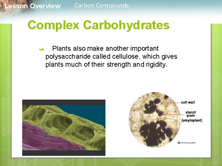  Lesson Overview Carbon Compounds Complex Carbohydrates Plants also make another important polysaccharide called