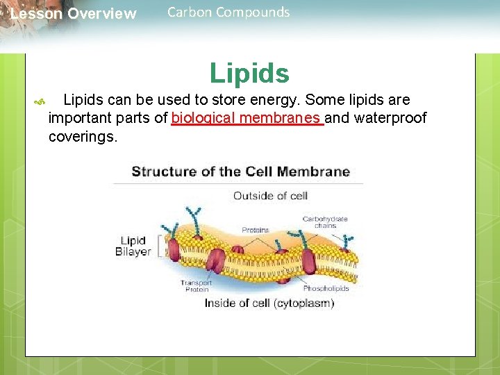  Lesson Overview Carbon Compounds Lipids can be used to store energy. Some lipids