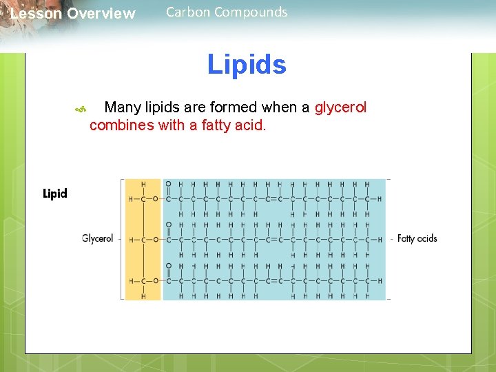  Lesson Overview Carbon Compounds Lipids Many lipids are formed when a glycerol combines
