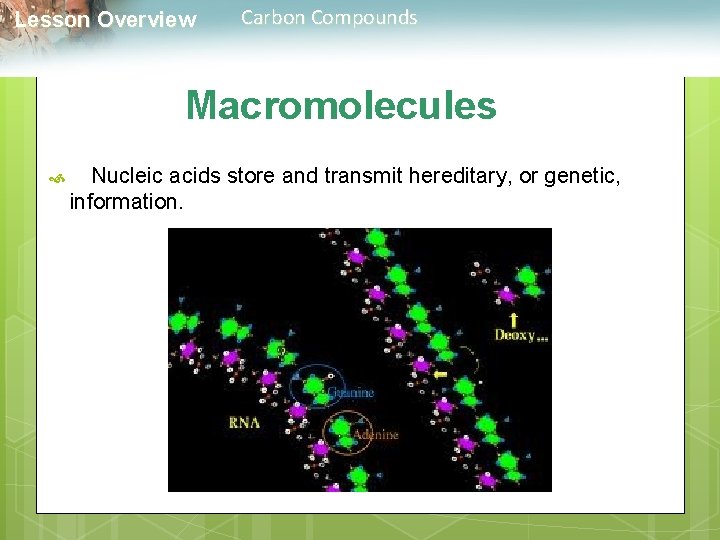  Lesson Overview Carbon Compounds Macromolecules Nucleic acids store and transmit hereditary, or genetic,