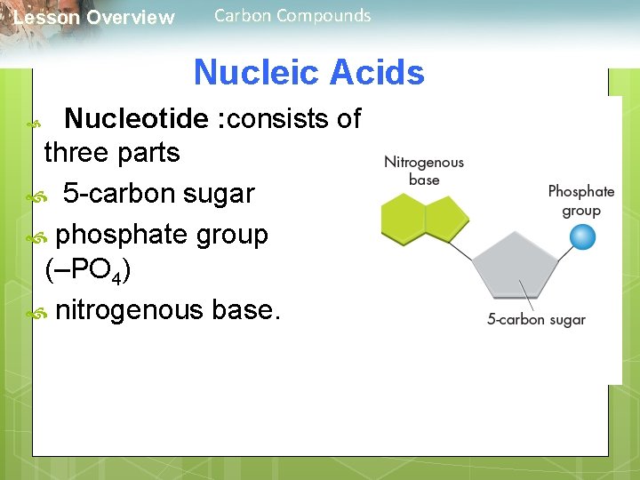  Lesson Overview Carbon Compounds Nucleic Acids Nucleotide : consists of three parts 5