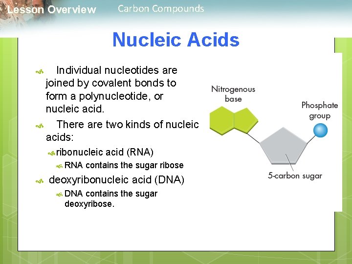 Carbon Compounds Lesson Overview Nucleic Acids Individual nucleotides are joined by covalent bonds to