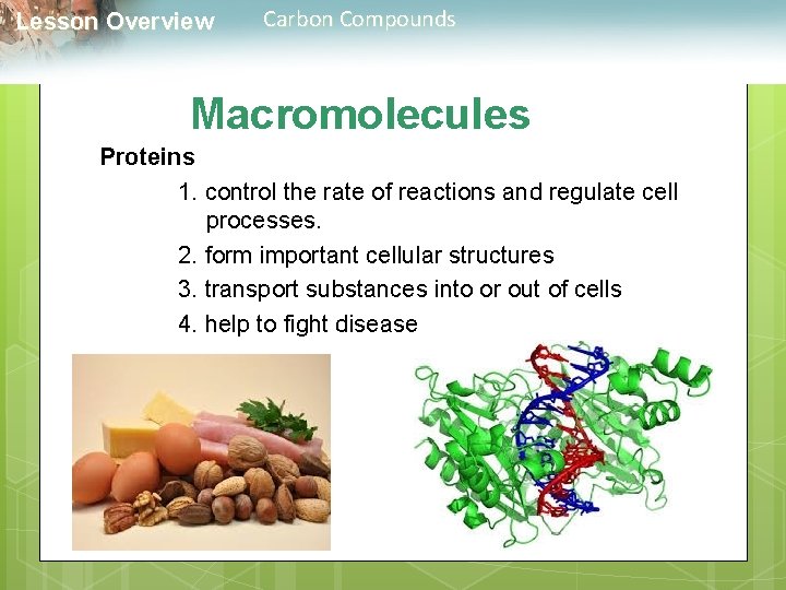  Lesson Overview Carbon Compounds Macromolecules Proteins 1. control the rate of reactions and