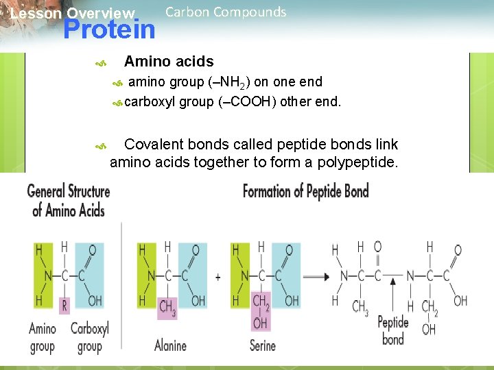  Lesson Overview Carbon Compounds Protein Amino acids amino group (–NH 2) on one