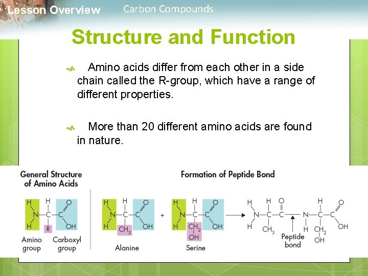  Lesson Overview Carbon Compounds Structure and Function Amino acids differ from each other