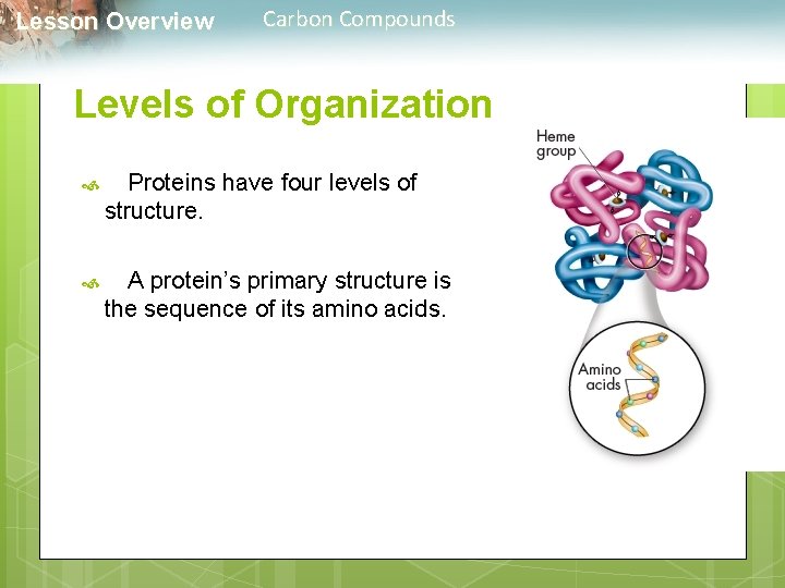  Lesson Overview Carbon Compounds Levels of Organization Proteins have four levels of structure.