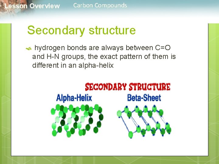  Lesson Overview Carbon Compounds Secondary structure hydrogen bonds are always between C=O and