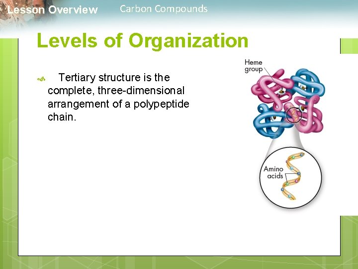  Lesson Overview Carbon Compounds Levels of Organization Tertiary structure is the complete, three-dimensional
