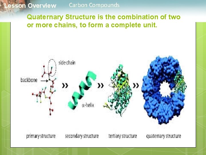  Lesson Overview Carbon Compounds Quaternary Structure is the combination of two or more