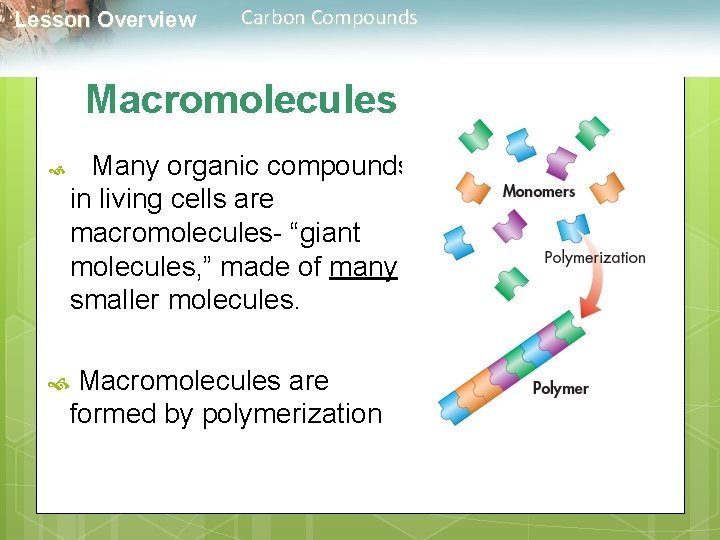  Lesson Overview Carbon Compounds Macromolecules Many organic compounds in living cells are macromolecules-