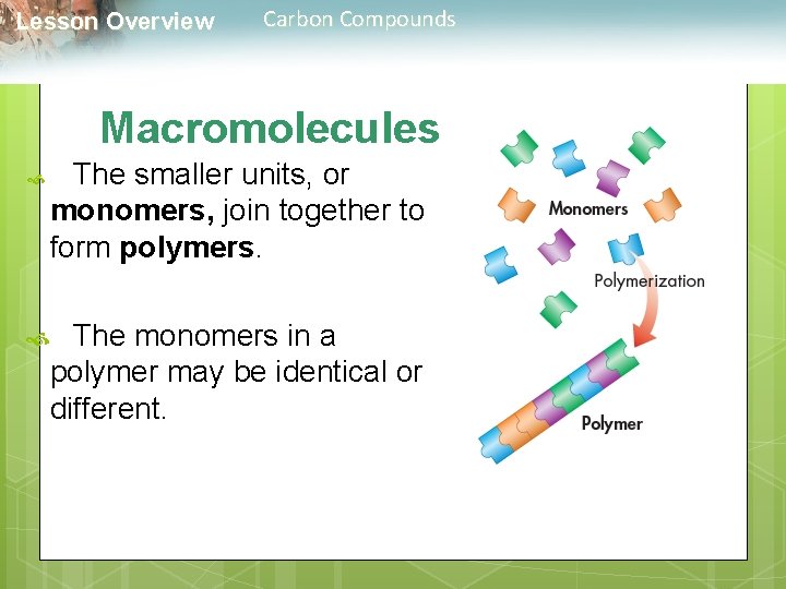  Lesson Overview Carbon Compounds Macromolecules The smaller units, or monomers, join together to