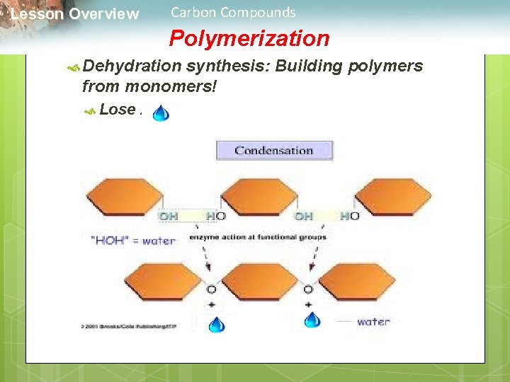 Carbon Compounds Lesson Overview Polymerization Dehydration synthesis: Building polymers from monomers! Lose : 