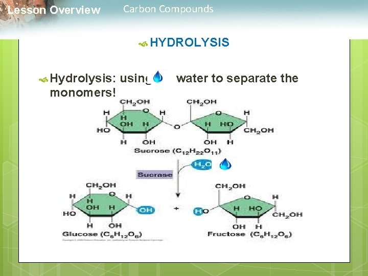  Lesson Overview Carbon Compounds HYDROLYSIS Hydrolysis: using water to separate the monomers! 
