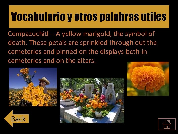 Vocabulario y otros palabras utiles Cempazuchitl – A yellow marigold, the symbol of death.