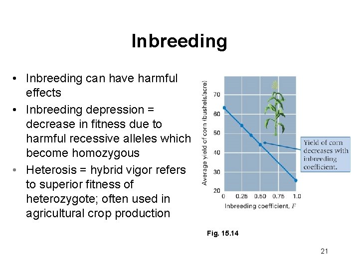 Inbreeding • Inbreeding can have harmful effects • Inbreeding depression = decrease in fitness