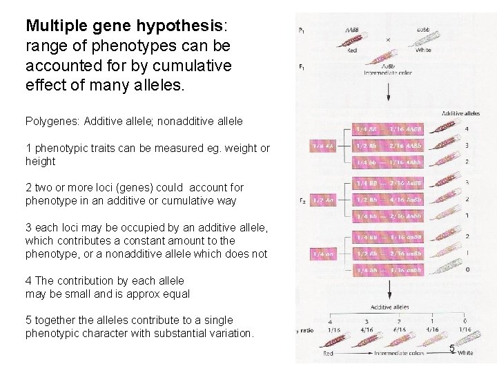 Multiple gene hypothesis: range of phenotypes can be accounted for by cumulative effect of