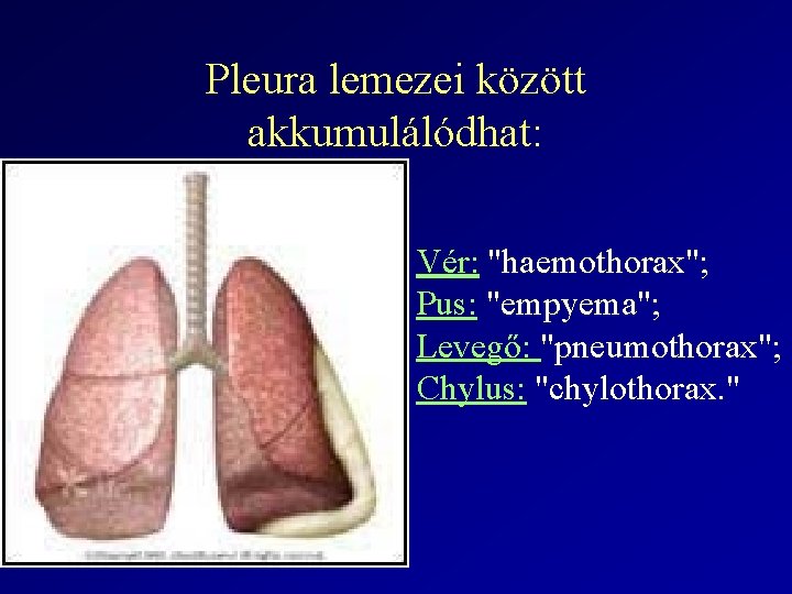 Pleura lemezei között akkumulálódhat: Vér: "haemothorax"; Pus: "empyema"; Levegő: "pneumothorax"; Chylus: "chylothorax. " 