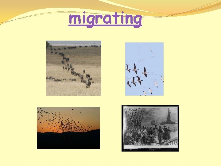 migrating 