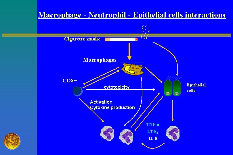 Macrophage - Neutrophil - Epithelial cells interactions Cigarette smoke Macrophages CD 8+ Epithelial cells