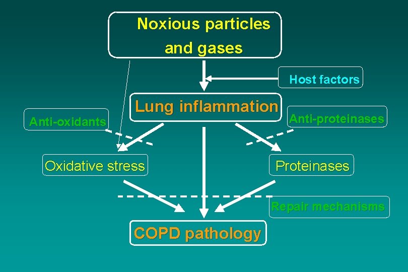 Noxious particles and gases Host factors Anti-oxidants Lung inflammation Oxidative stress Anti-proteinases Proteinases Repair