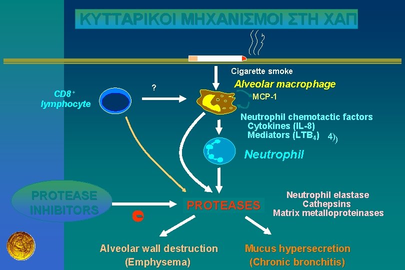 ΚΥΤΤΑΡΙΚΟΙ ΜΗΧΑΝΙΣΜΟΙ ΣΤΗ ΧΑΠ Cigarette smoke Alveolar macrophage ? CD 8+ lymphocyte MCP-1 Neutrophil