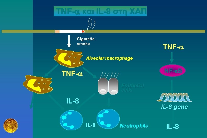 TNF- και IL-8 στη ΧΑΠ Cigarette smoke TNF- Alveolar macrophage NF- B TNF- Epithelial