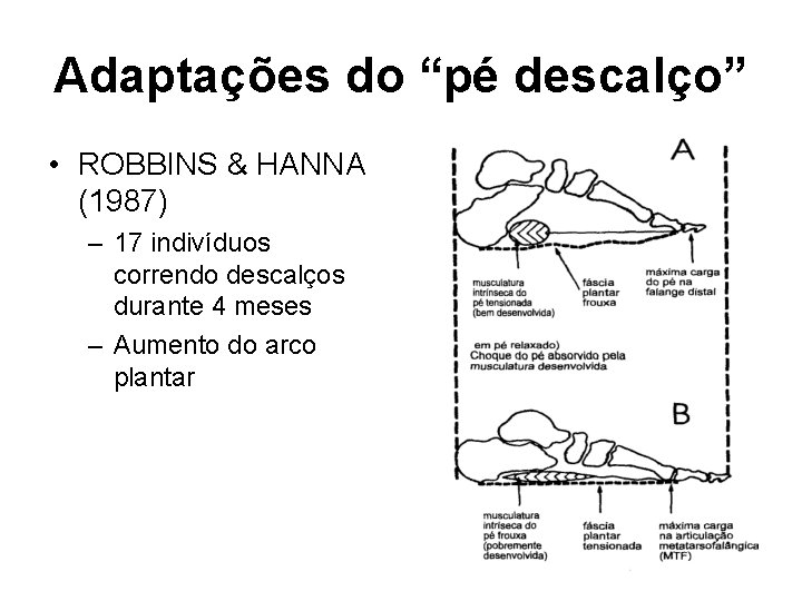 Adaptações do “pé descalço” • ROBBINS & HANNA (1987) – 17 indivíduos correndo descalços