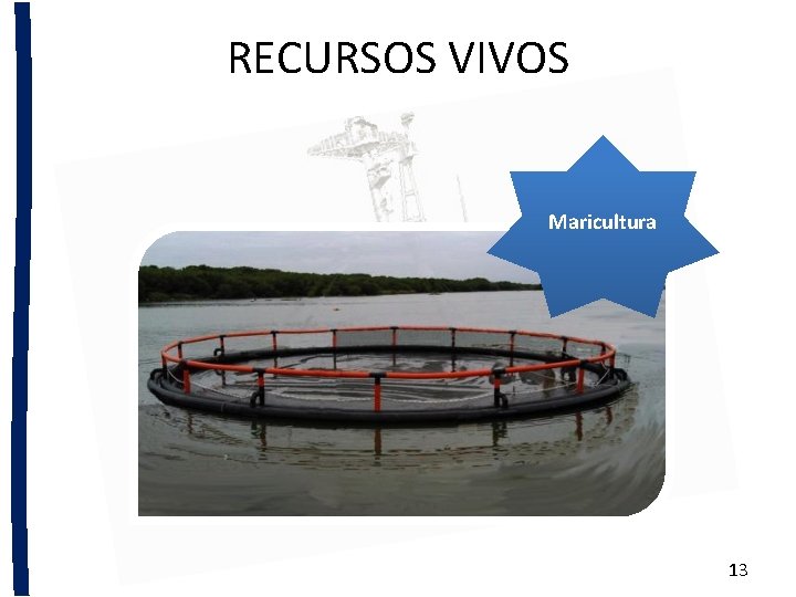 RECURSOS VIVOS Maricultura Pesca 13 