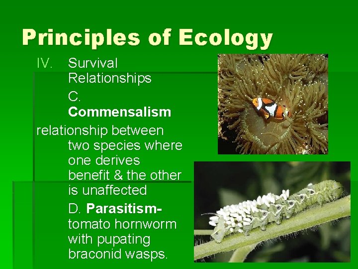 Principles of Ecology IV. Survival Relationships C. Commensalism relationship between two species where one