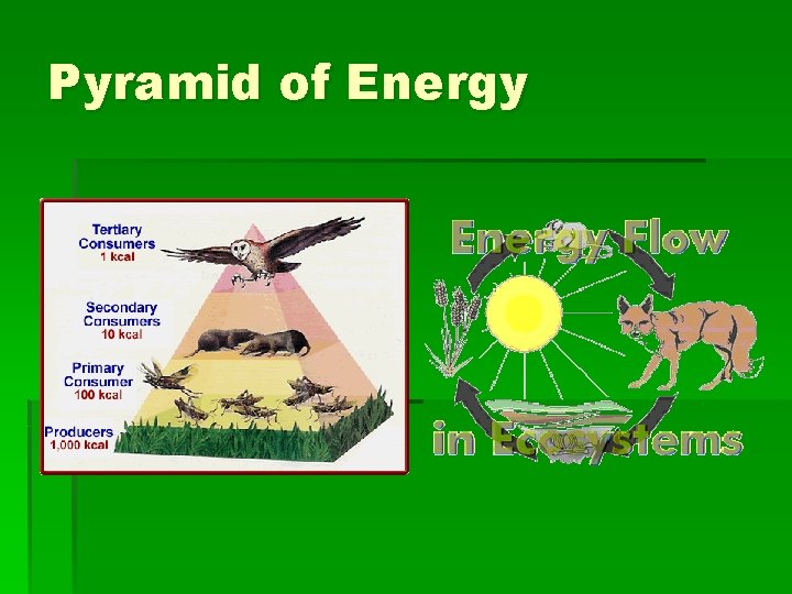 Pyramid of Energy 