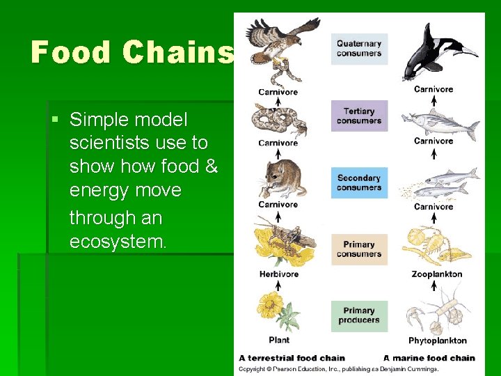 Food Chains § Simple model scientists use to show food & energy move through