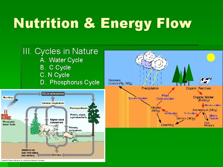 Nutrition & Energy Flow III. Cycles in Nature A. Water Cycle B. C Cycle