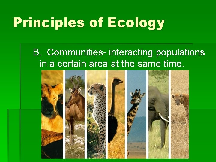 Principles of Ecology B. Communities- interacting populations in a certain area at the same