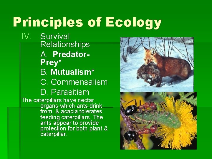 Principles of Ecology IV. Survival Relationships A. Predator. Prey* B. Mutualism* C. Commensalism D.