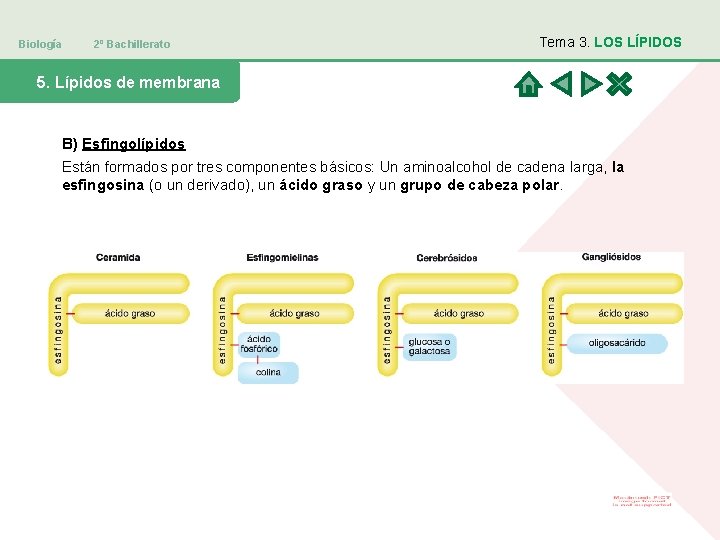 Biología 2º Bachillerato Tema 3. LOS LÍPIDOS 5. Lípidos de membrana B) Esfingolípidos Están