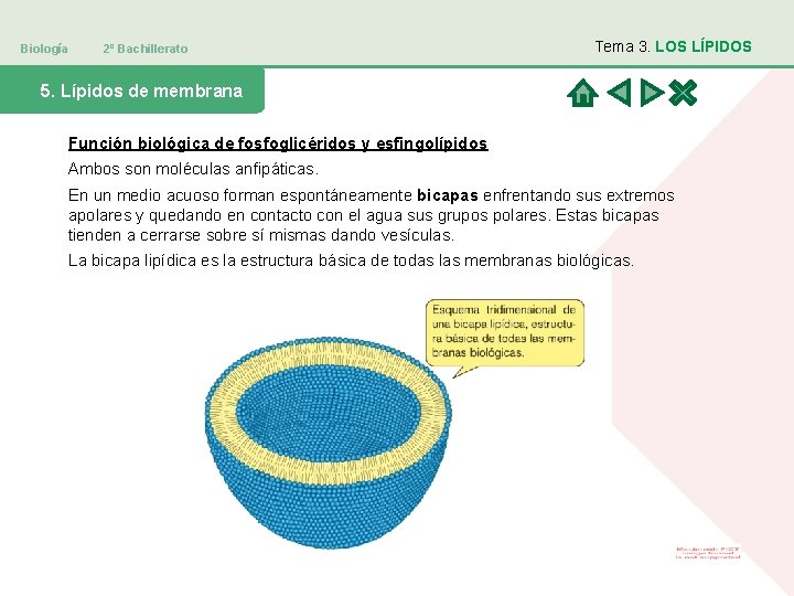 Biología 2º Bachillerato Tema 3. LOS LÍPIDOS 5. Lípidos de membrana Función biológica de