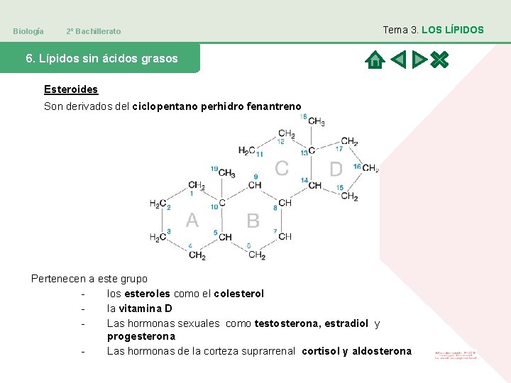 Biología 2º Bachillerato Tema 3. LOS LÍPIDOS 6. Lípidos sin ácidos grasos Esteroides Son