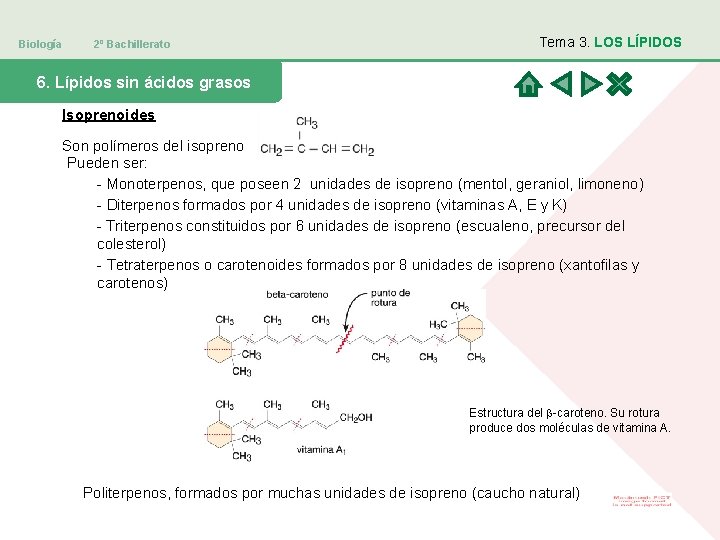 Biología 2º Bachillerato Tema 3. LOS LÍPIDOS 6. Lípidos sin ácidos grasos Isoprenoides Son