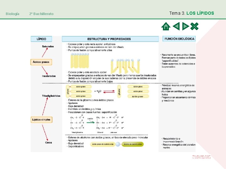 Biología 2º Bachillerato Tema 3. LOS LÍPIDOS 