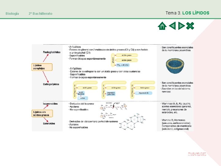 Biología 2º Bachillerato Tema 3. LOS LÍPIDOS 