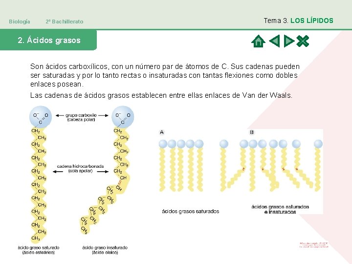 Biología 2º Bachillerato Tema 3. LOS LÍPIDOS 2. Ácidos grasos Son ácidos carboxílicos, con