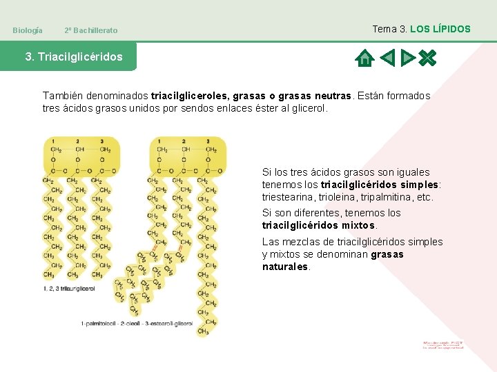Biología 2º Bachillerato Tema 3. LOS LÍPIDOS 3. Triacilglicéridos También denominados triacilgliceroles, grasas o