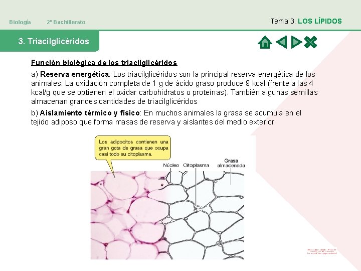 Biología 2º Bachillerato Tema 3. LOS LÍPIDOS 3. Triacilglicéridos Función biológica de los triacilglicéridos